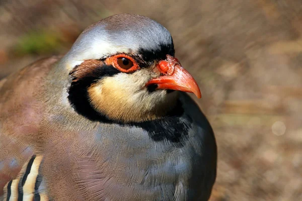 Портрет Chukar Stone Chicken Alectoris Chukar — стоковое фото