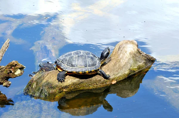 Eksotisk Skildpadde Dyr Natur Fauna - Stock-foto