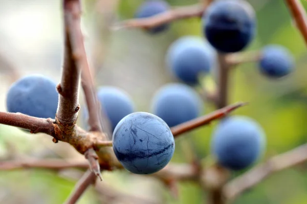 Close Bunch Blueberry — стоковое фото