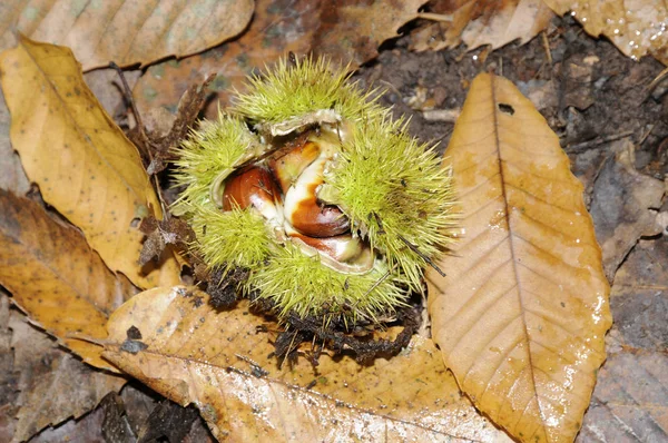 sweet chestnuts,chestnut,chestnut,chestnut,marron,chestnuts,chestnuts,fruit,autumn,keschte,marroni,edible,autumn forest,castanea sativa,chestnut,chestnuts,forest floor