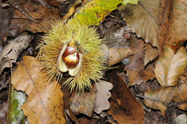 sweet chestnuts,chestnut,chestnut,chestnut,marron,chestnuts,chestnuts,fruit,autumn,keschte,marroni,edible,autumn forest,castanea sativa,chestnut,chestnuts,forest floor