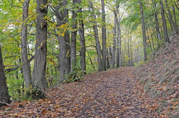 Lontano Nella Foresta Autunnale — Foto Stock