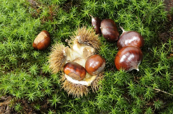 sweet chestnuts,chestnut,chestnut,chestnut,marron,chestnuts,chestnuts,fruit,autumn,keschte,marroni,edible,autumn forest,castanea sativa,chestnut,chestnuts,forest floor