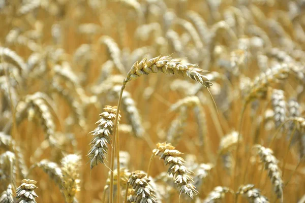 田舎の農業小麦畑 — ストック写真