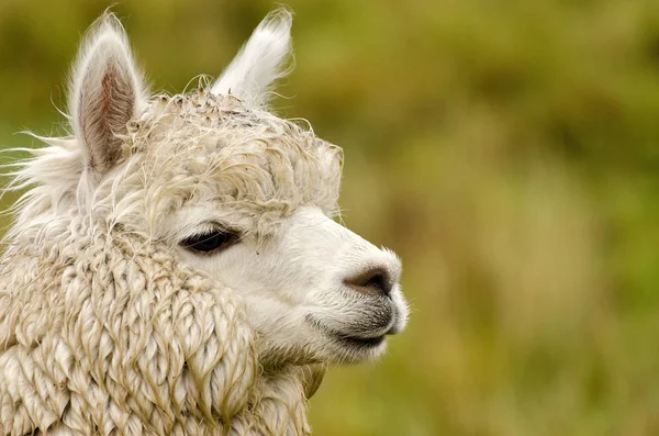 Animal Engraçado Alpaca Mamífero Vida Selvagem — Fotografia de Stock