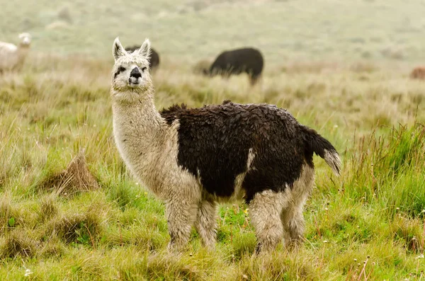 Animal Engraçado Alpaca Mamífero Vida Selvagem — Fotografia de Stock