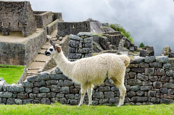 Llama Animal Divertido Animal Cuello Largo — Foto de Stock