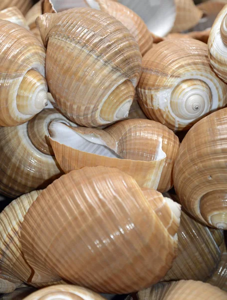 Sea Snail Shells Underwater Fauna — Stock Photo, Image