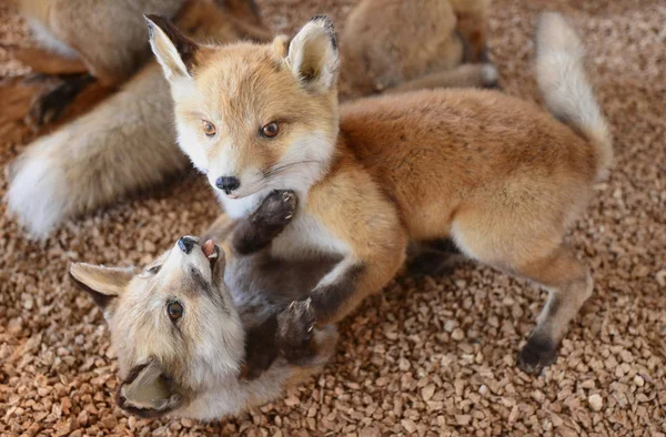 Vulpes Vulpes Räv Djur — Stockfoto