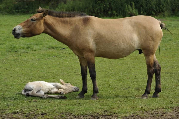 Cheval Przewalski Avec Les Poulains — Photo