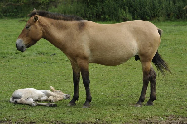 Cavalo Przewalski Com Potros — Fotografia de Stock