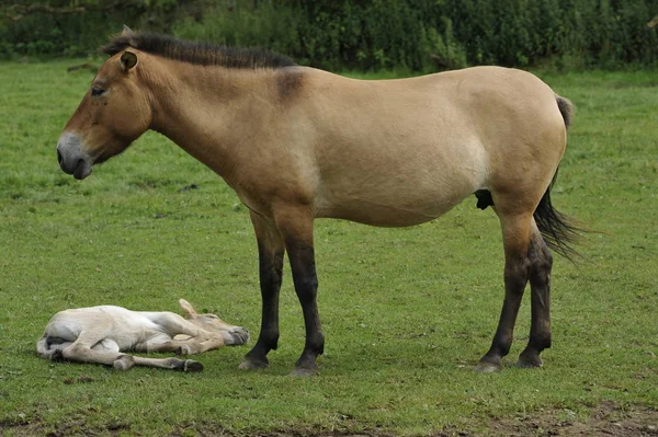 Cavalo Przewalski Com Potros — Fotografia de Stock
