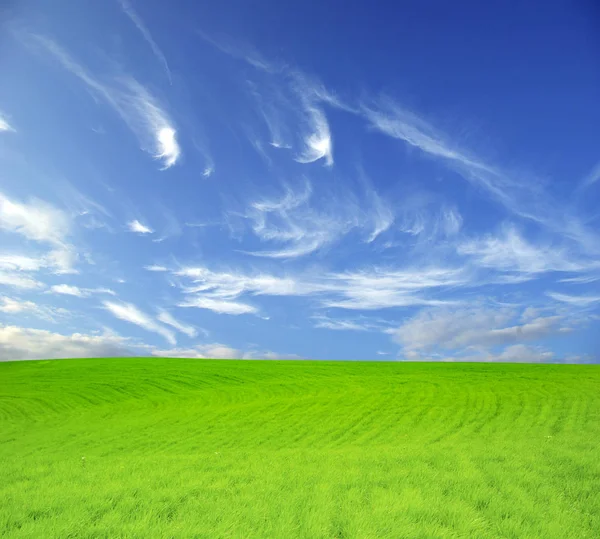 Campo Sobre Fondo Del Cielo Azul —  Fotos de Stock