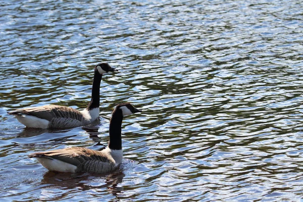 Zwei Kanadagänse Auf Dem Immelner See — Stockfoto