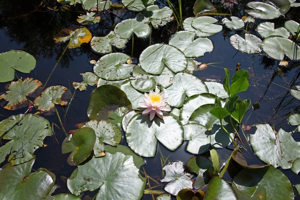 Lótus Pétalas Flores Lírio Aquático Planta Aquática — Fotografia de Stock