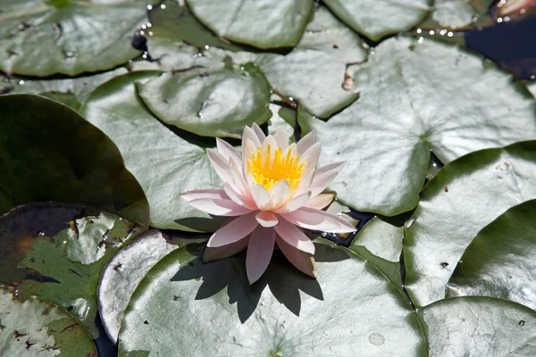 Nilüfer Nilüfer Çiçeği Yaprakları Bitkisi — Stok fotoğraf