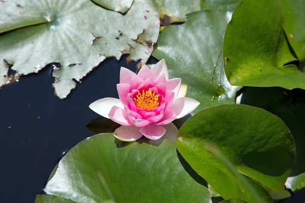 Lotus Water Lily Flower Petals Aquatic Plant — Stock Photo, Image