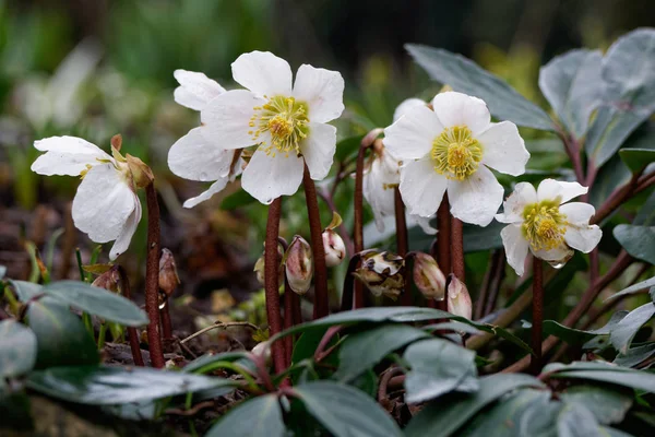 Hellebore Helleborus Niger Hellebore Schneerose — стокове фото