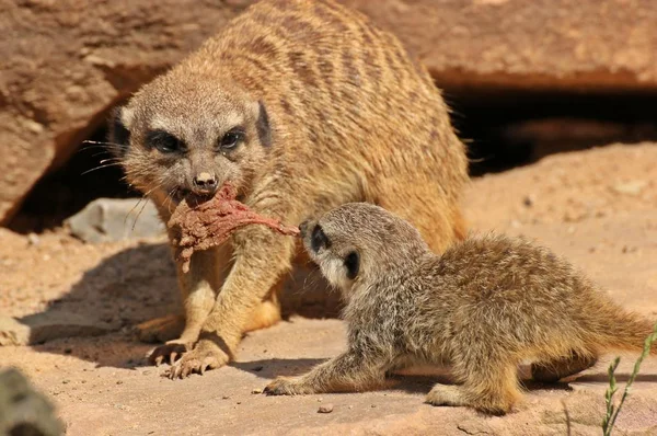 Meerkat Suricata Suricatta — 스톡 사진