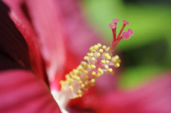 Hibisco Gigante Hibisco Gigante Hibisco Gigante Riesenhibisco Hibisco Hibisco Flor — Fotografia de Stock