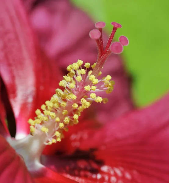 Giant Hibiscus Giant Hibiscus Giant Hibiscus Riesenhibiscus Hibiscus Hibiscus Hibiscus — Stock Photo, Image