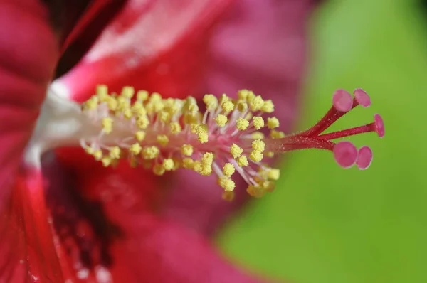 Hibisco Gigante Hibisco Gigante Hibisco Gigante Riesenhibisco Hibisco Hibisco Flor — Fotografia de Stock