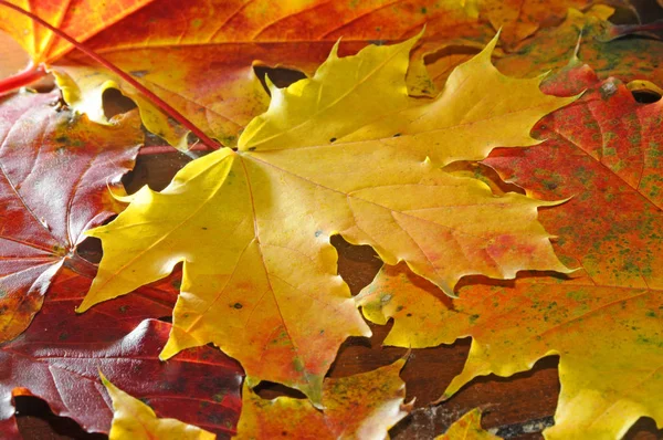 Barevné Podzimní Listy Podzimní Zeleň — Stock fotografie