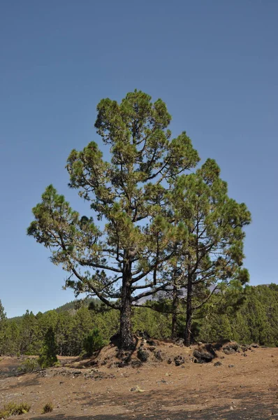 Pinos Canarios Cerca Soria Gran Canaria —  Fotos de Stock