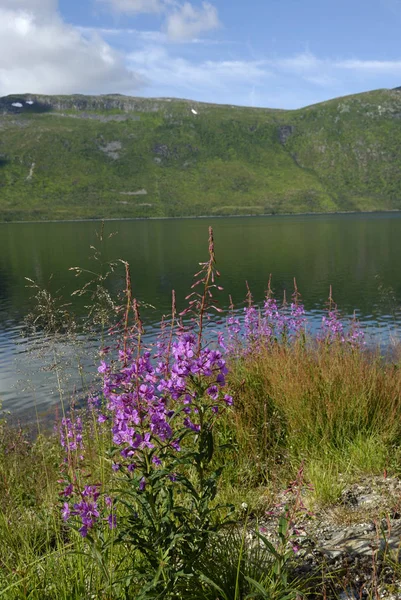 Norveç Doğa Manzarası Arka Planı Üzerine — Stok fotoğraf