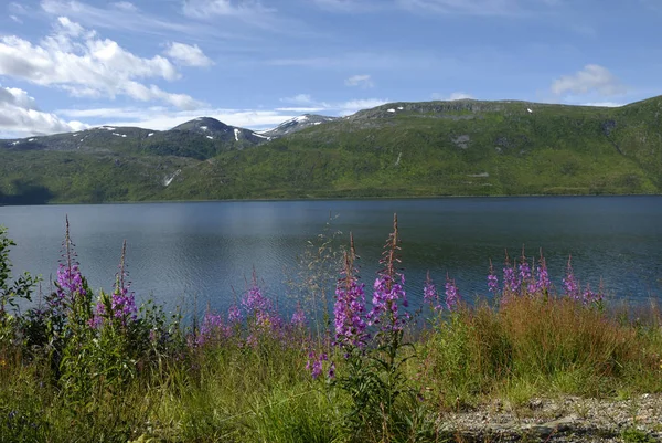 Rumień Wierzby Wąskolistnej Straumsbotn Senja Troms Norway — Zdjęcie stockowe