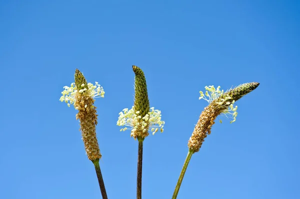 Blumen Des Breitwegerich — Stockfoto