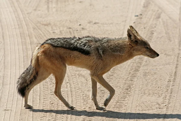 Los Chacales Son Tipo Caninos Animales Que Están Relacionados Con — Foto de Stock