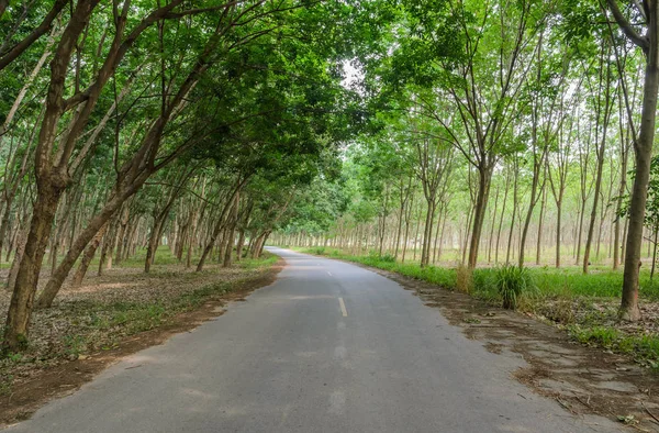 Túnel Árbol Goma Carretera — Foto de Stock