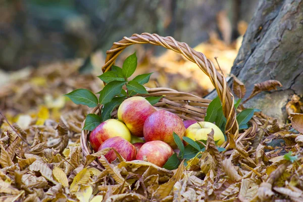 Färska Äpplen Korg Höstträdgården — Stockfoto
