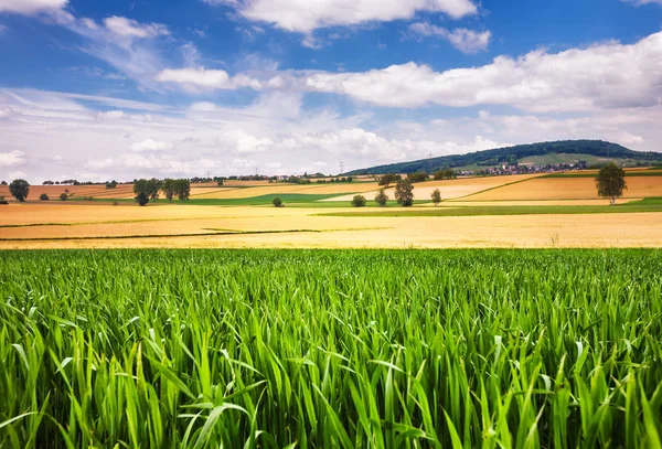 Hermoso Paisaje Rural Con Campo Maíz Primer Plano Selva Negra —  Fotos de Stock