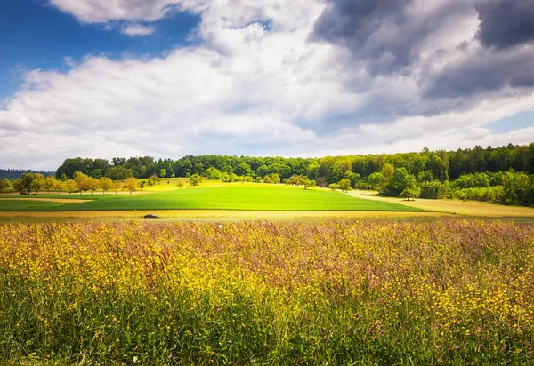 Piękny Krajobraz Wiejski Łąką Kwiatową Pierwszym Planie Czarny Las Schwarzwald — Zdjęcie stockowe