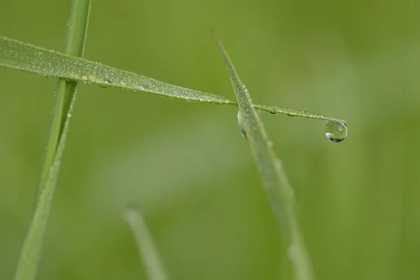 Islak Yapraklar Yeşil Çimen Yaprakları Yağmur Damlalarıyla — Stok fotoğraf