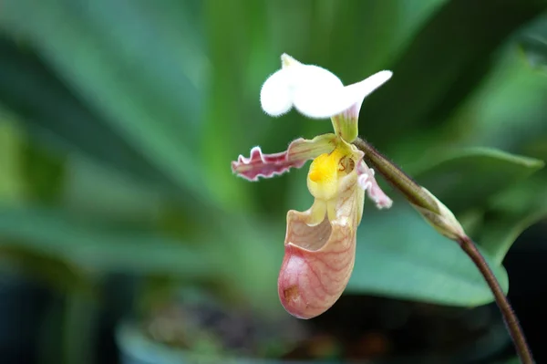 Orquídea Primavera Zapatilla Señora Rosa — Foto de Stock