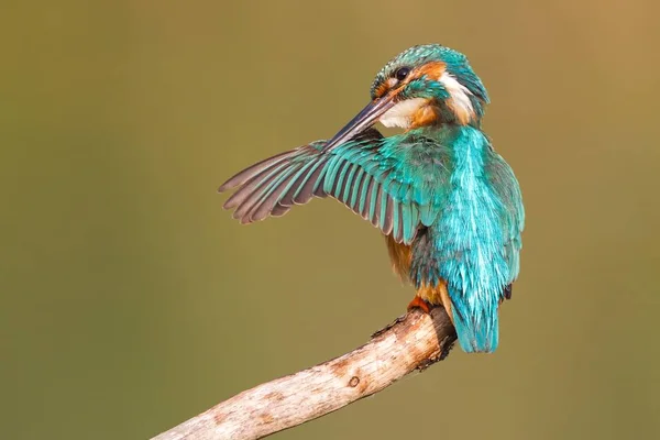 Vue Rapprochée Martin Pêcheur Vie Sauvage — Photo