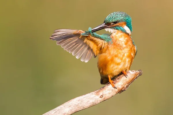 Närbild Kungsfiskare Fågel Vilda Livet — Stockfoto