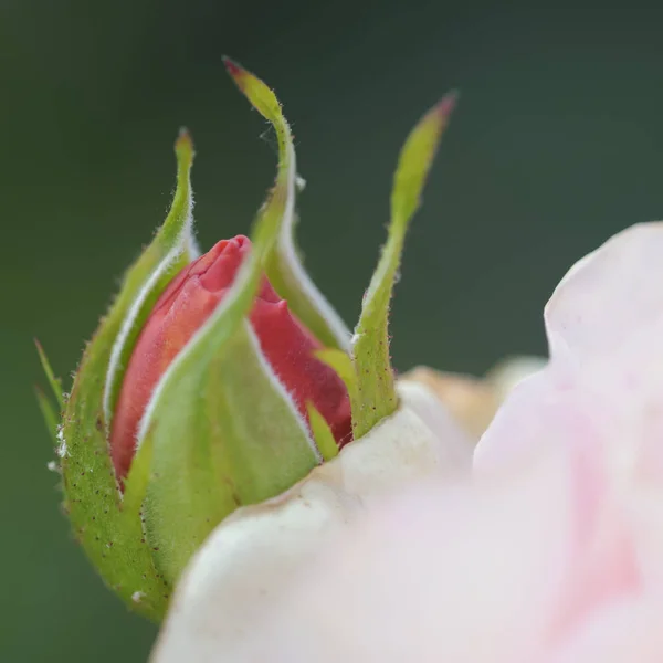 Цветущие Лепестки Роз — стоковое фото