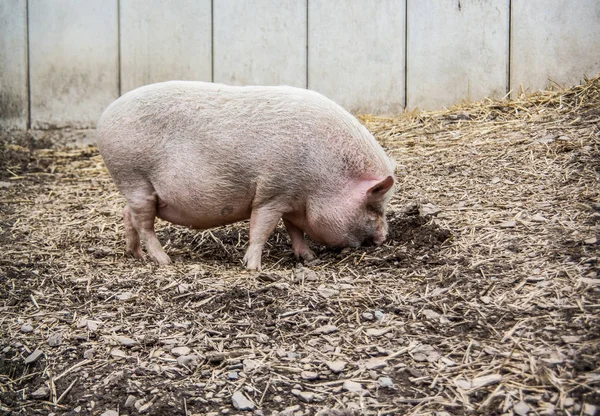 Domestic Pig Arable – stockfoto