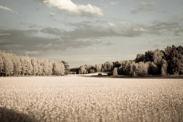 Поля Средней Восточной Швеции — стоковое фото