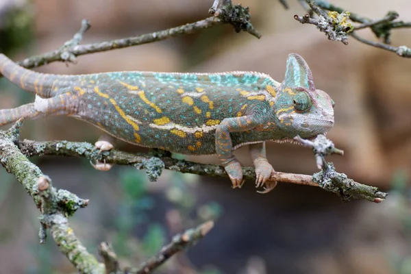 Chamäleontier Tropisches Echsenreptil — Stockfoto