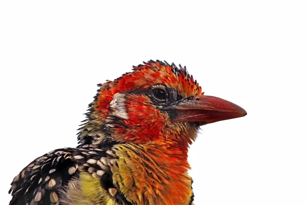 Флемменгед Борода Птах Трахгофон Еритропоцефалу — стокове фото