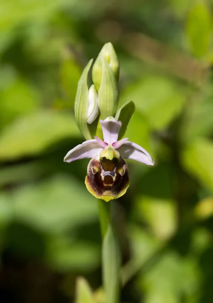 Scénique Belle Fleur Colorée Orchidée — Photo