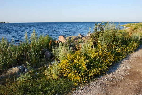 Lado Estrada Amarelo Pela Costa Mar Báltico Ilha Sueca Oland — Fotografia de Stock