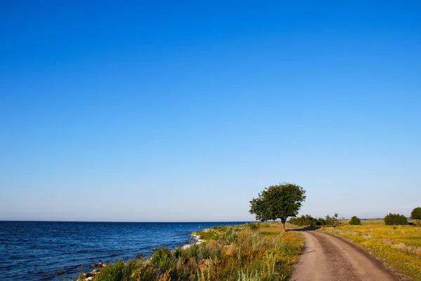 Estrada Cascalho Sinuosa Com Árvore Solitária Pela Costa Ilha Sueca — Fotografia de Stock
