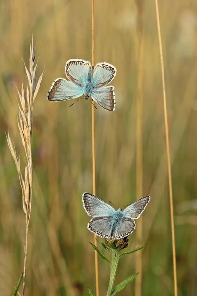 Gros Plan Papillon Dans Habitat Concept Sauvagerie — Photo