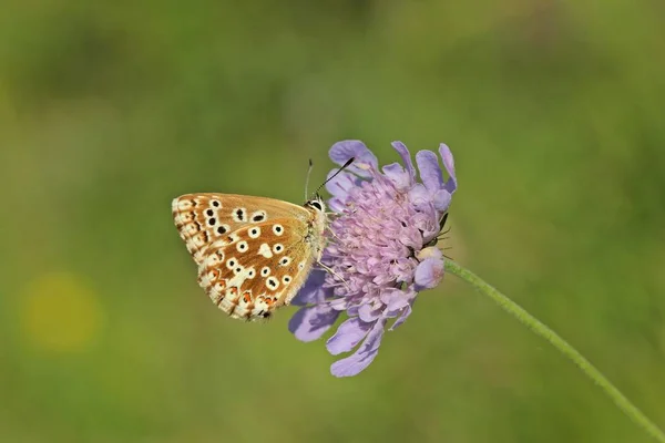 Самка Серебристо Зеленого Цвета Polyommatus Coridon Taubenskabiose Scabiosa Columbaria — стоковое фото